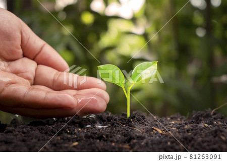 Farmers are watering small plants by hand with the concept of World Environment Day. 81263091