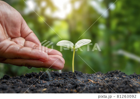 Plant maintenance and watering seedlings growing on fertile soil, farming ideas, and watering plants. 81263092
