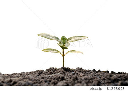 Plant growth concept with trees growing from the soil on white background. 81263093