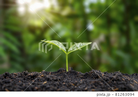 Trees grow on natural ground and the green shade blurs the concept of sustainable agriculture and plant growth. 81263094