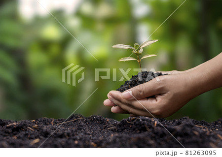 Farmer's hand planting seedlings in the ground and blurred green background with social reforestation and reforestation concept. 81263095
