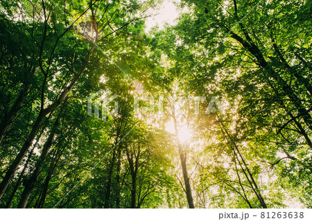 Summer Sun Shining Through Canopy Of Tall Trees. Sunlight In Deciduous Forest, Summer Nature. Upper Branches Of Tree 81263638