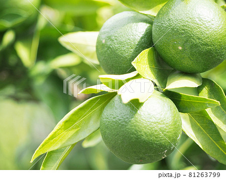 真夏の青いみかん 真夏の青いみかん 81263799