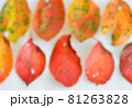紅葉 81263828