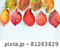 紅葉 81263829