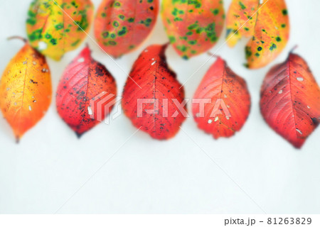 紅葉 紅葉 81263829