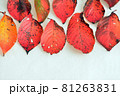 落ち葉 81263831