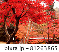 紅葉 81263865
