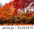 紅葉 81263870