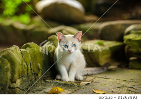 White kitten with blue eyes in nature White kitten with blue eyes in nature 81263893