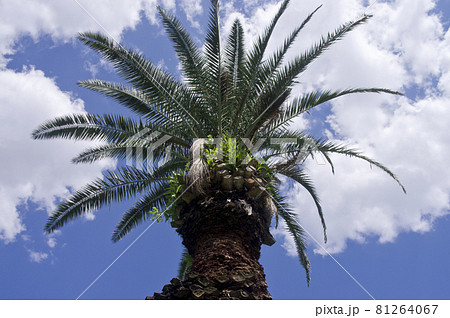 青空の下にカナリーヤシの木が立っています。学名はPhoenix canariensisです。 81264067