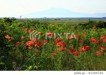 小清水原生花園　 81264192