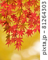 紅葉 81264303