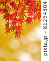 紅葉 81264304
