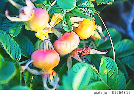 パステル調　”ハマナスの実”　イラストイメージ 81264315