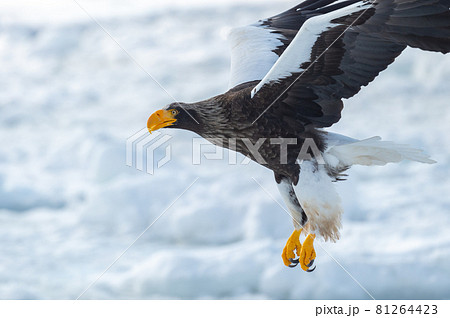 知床　冬 81264423