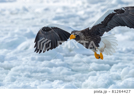 知床　冬 81264427