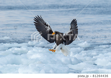 知床 冬 知床 冬 81264436