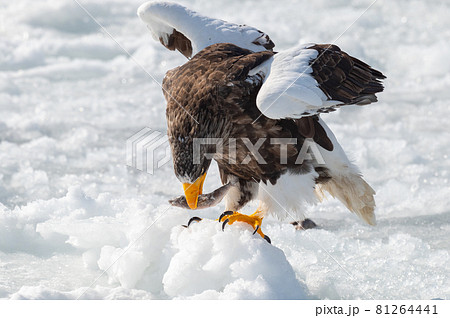 知床 冬 知床 冬 81264441