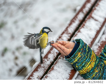 The Great tit eats seeds from a palm of little boy. Hungry bird Great tit eating seeds from a hand during autumn 81264602