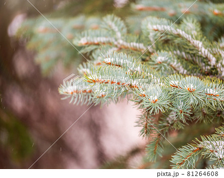 Background of green spruce branches in autumn or winter snowfall 81264608