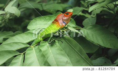 Common green forest lizard sitting on top of large green leaves, sunbathing in the tropical rainforest. Natural bokeh background. beautiful close-up wildlife photograph in Sri Lanka. 81264704