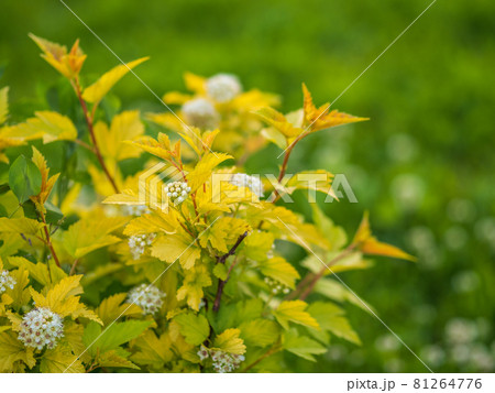 flowering hawthorn bushes in Spring. Delicate white flowers on a branch with juicy green leaves close-up. flowering hawthorn bushes in Spring. Delicate white flowers on a branch with juicy green leaves close-up. 81264776