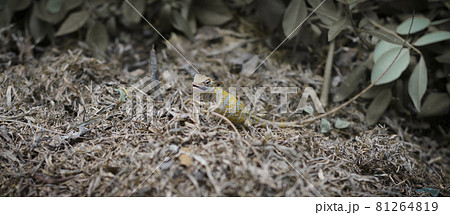Pregnant garden lizard eating on the ground, chewing little insects found under the dead tree leaves, Pregnant garden lizard eating on the ground, chewing little insects found under the dead tree leaves, 81264819