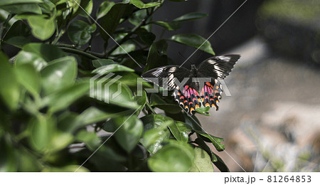 A large swallowtail butterfly, beautiful Pachliopta hector butterfly laying eggs in the lime tree leaves, full wingspan close up view from the back. 81264853