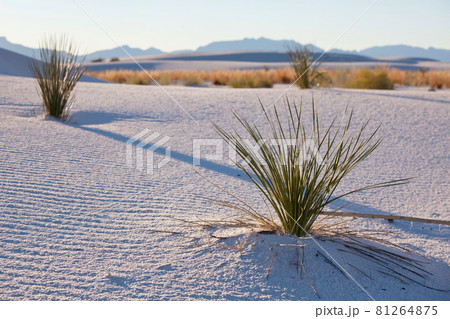 White sand dunes White sand dunes 81264875