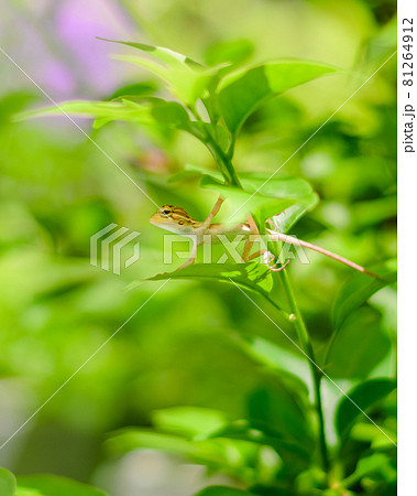 Cute newborn baby garden lizard on a tree branch and watchful. Under the shade of a leaf. Cute newborn baby garden lizard on a tree branch and watchful. Under the shade of a leaf. 81264912