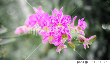 Beautiful Orchid branch in the flower garden against soft bokeh natural background. Beautiful Orchid branch in the flower garden against soft bokeh natural background. 81264957