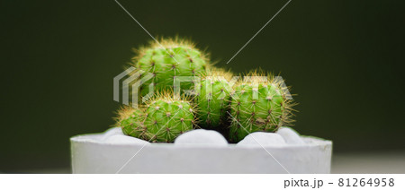 Potted lemon ball cactus plant close-up macro photo against a dark gray background. white pebble rocks on the pot. 81264958