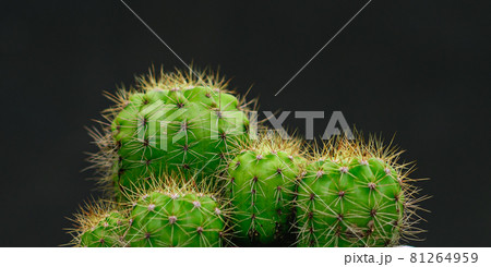 Potted lemon ball cactus plant and its needles close-up macro photo against a dark gray background side view. Potted lemon ball cactus plant and its needles close-up macro photo against a dark gray background side view. 81264959