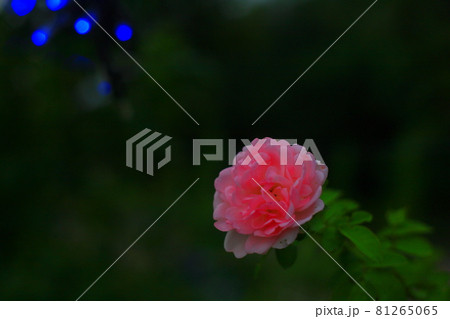 薔薇と玉ボケ 薔薇と玉ボケ 81265065