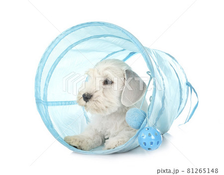 puppy miniature schnauzer in studio 81265148