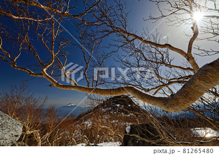 南アルプス・鳳凰三山・薬師岳のダケカンバ林から見る富士山と砂払岳 81265480