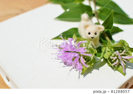 ピンク色のモナルダと羊毛フェルトの子犬 81268057