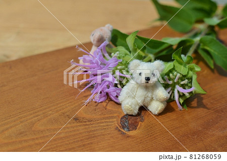 ピンク色のモナルダとテディベア ピンク色のモナルダとテディベア 81268059