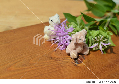 ピンク色のモナルダとテディベア　　　 81268060