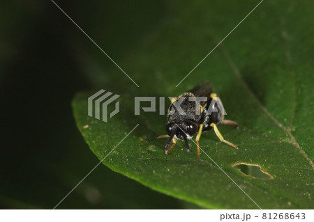 生き物　昆虫　キアシブトコバチ、害虫とされるチョウやガに寄生するので益虫になります 81268643