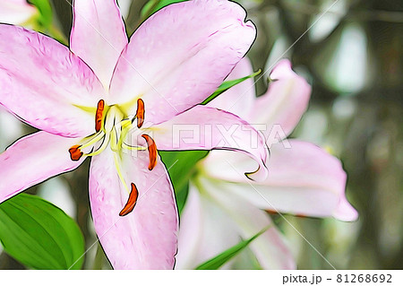 パステル調 大輪のユリ カサブランカ イラストイメージのイラスト素材