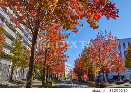 秋の神奈川県川崎市麻生区 新百合山手中央通り(万福寺4丁目,6丁目)駅方面を見る 81269216
