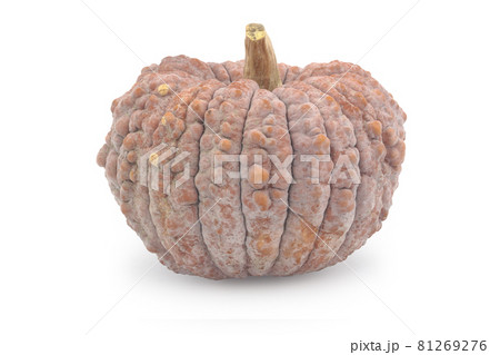 菊かぼちゃ(ニホンカボチャ) 菊かぼちゃ(ニホンカボチャ) 81269276