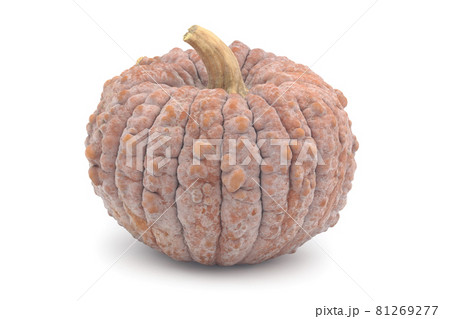 菊かぼちゃ(ニホンカボチャ) 菊かぼちゃ(ニホンカボチャ) 81269277