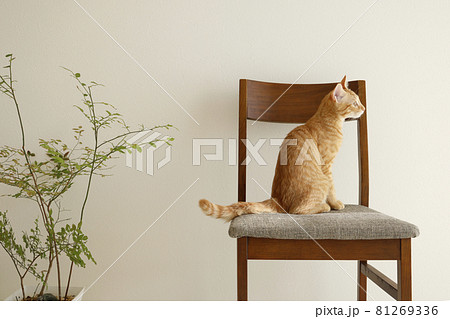 ねこちゃん親子の日常風景 ねこちゃん親子の日常風景 81269336