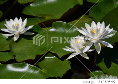 睡蓮と糸とんぼ 睡蓮と糸とんぼ 81269545