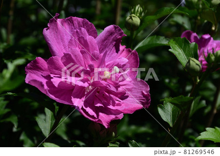 木槿(むくげ) 木槿(むくげ) 81269546