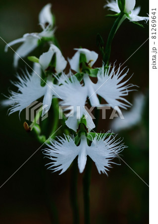 空を飛ぶ白鷺 81269641