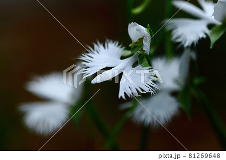 空を飛ぶ白鷺 81269648